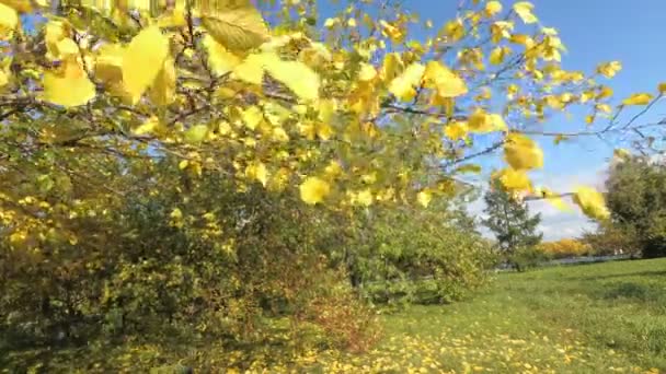 Τα κλαδιά ενός δέντρου με κίτρινα φύλλα λικνίζονται στον άνεμο — Αρχείο Βίντεο