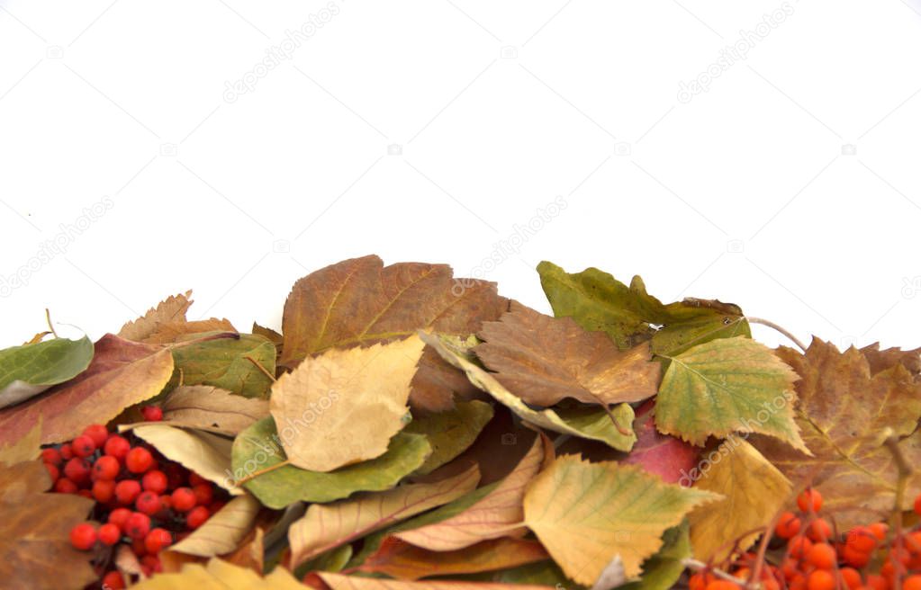 autumn background, yellowed leaves on white background