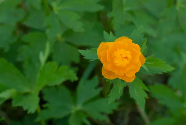 Trollius Europaeus 입니다 마운틴 플랜트 트롤리 노란색이나 오렌지색등 식물의 가시적 — 스톡 사진