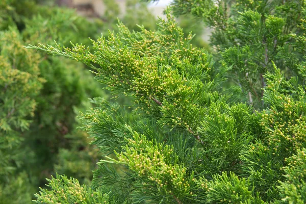 Gałąź Soczystego Zielonego Cyprysa Drzewa Uprawiane Ogrodach Parkach Jako Rośliny — Zdjęcie stockowe
