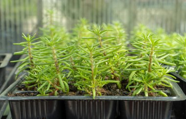 Mevsimlik fidan satışı. Saksıda çiçek filizleri. Portekiz 'de düşük büyüyen sürüngen bitkisi. Portekizce görkemli flora Mutlu Saatler.