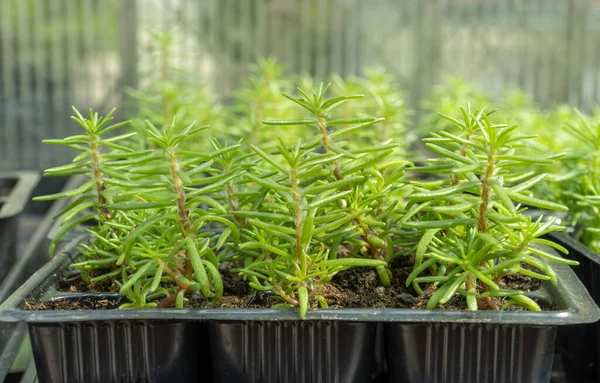 Mevsimlik fidan satışı. Saksıda çiçek filizleri. Portekiz 'de düşük büyüyen sürüngen bitkisi. Portekizce görkemli flora Mutlu Saatler.