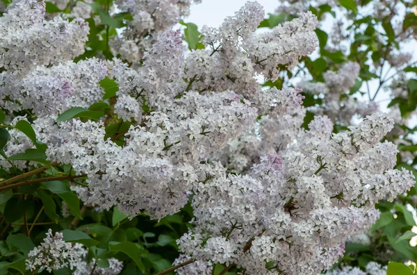 Flores blancas Prunus padus. Laurocerasus arbusto bajo se cultiva como planta ornamental — Foto de Stock