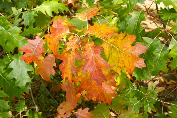 Hojas de roble amarillento. fondo de hojas de otoño . —  Fotos de Stock