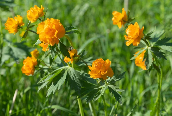 トロリウス エウロパエウス 緑の草の中の明るい花 ドイツと北欧の伝説によると この植物はトロールの好きな花と考えられていました — ストック写真