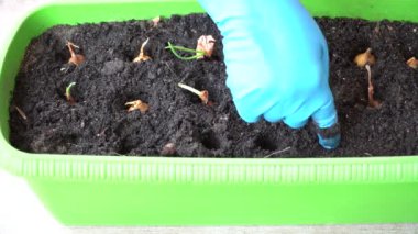 Toprağa soğan ekiyorum. ev bahçeleri