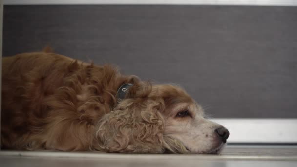 Smutný Pes Leží Podlaze Čeká Svého Majitele Zůstat Doma — Stock video
