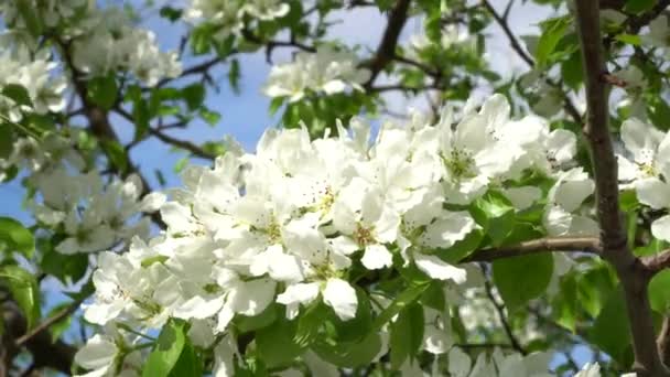 Äppelkvistar Täckta Med Vita Blommor Våren Vacker Äppelträd Blom Blomknoppar — Stockvideo