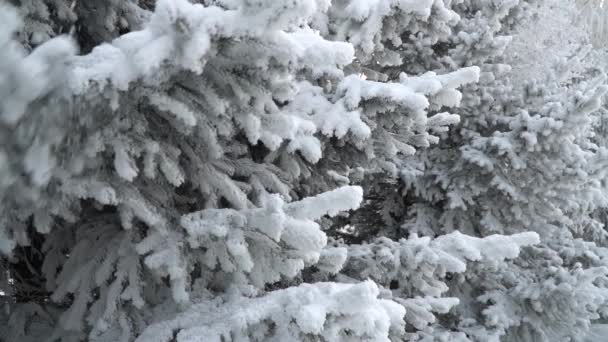 Snötäckta Granar Parken Snö Faller Vackert Från Grangrenarna Vintersaga Träd — Stockvideo