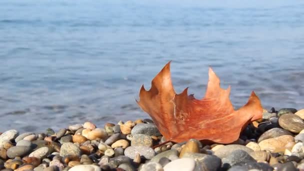 Feuilles Automne Mouillées Sur Une Plage Galets Vague Mer Trempé — Video