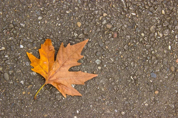 Tek sarı akçaağaç yaprağı yerde yatıyor. Kuru yapraklar, sonbahar sonu konsepti. Boşluğu kopyala