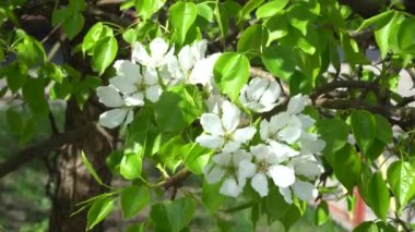 Güneşli bir bahar gününde güzel beyaz elma çiçekleri. Çiçek tomurcukları kapanır. Kıştan sonra doğanın yeniden canlanması kavramı.