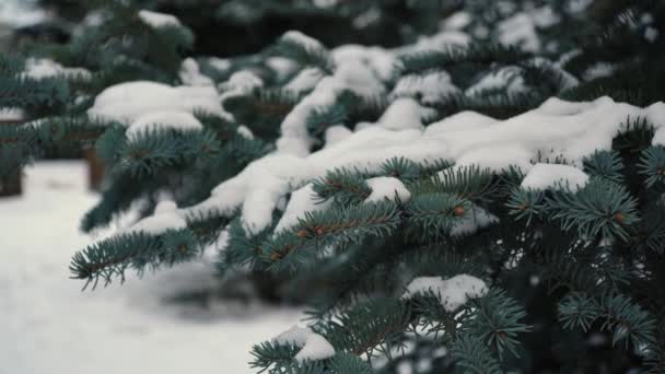 Niebieski Świerk Lesie Puszysty Śnieg Gałęziach Świerku Piękna Choinka Koncepcja — Wideo stockowe
