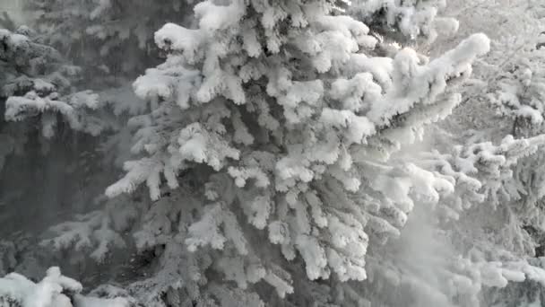 Abetos Cobertos Neve Parque Neve Cai Lindamente Dos Ramos Abeto — Vídeo de Stock