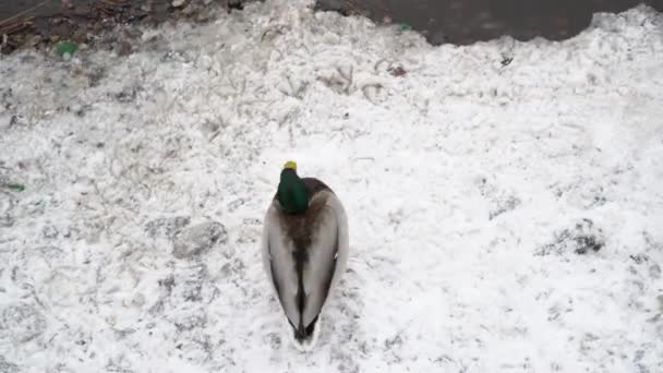Wild Duck Walks Snow — Stock Video