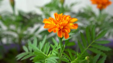 Mevsimlik fidan satışı. Saksıda çiçek filizleri. Etiketler Durango Tangerine dekoratif çiçekçilikte kullanılır.