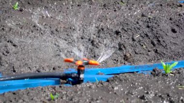Bahçe yataklarının otomatik sulanması. Fıskiye sulama, sebzelerin suyla sulanması.