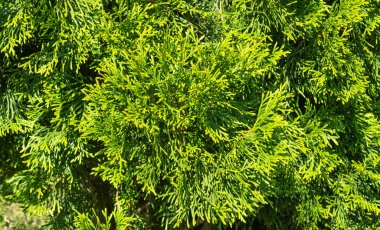 Thuja oksidentalis. Yeşil thuja ağacı dalları kapanır. seçici odak