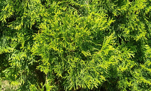 Thuja Ocidentalis 緑のトゥヤの木の枝が閉じています 選択的焦点 — ストック写真