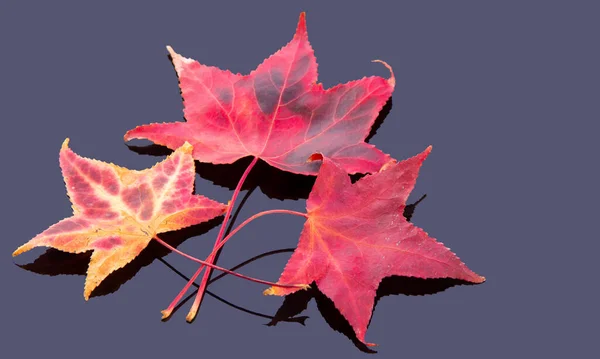 Feuilles Érable Rouge Sur Fond Gris Foncé Focalisation Sélective Fond — Photo