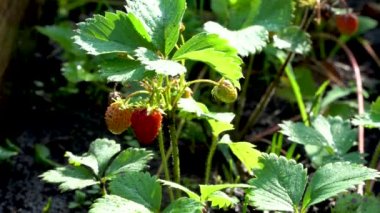 Taze çilek çalısı suyla doludur.