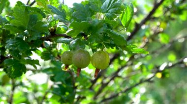 Bush Ribes uva-crispa. Yeşil bektaşi üzümlü dal. Seçici odaklanma. Tıpta kullanılır. Metabolik bozukluklar ve obezite için tavsiye edilir. Grossularia reclinata idrar söktürücü ve koleretik olarak kullanılır.