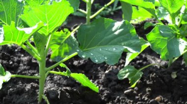 Bahçeye ekilmiş lahana yapraklarının üzerindeki çiğ taneleri