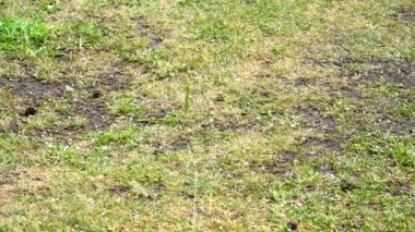 Yağmur ve dolu bir yaz günü yere düşer.