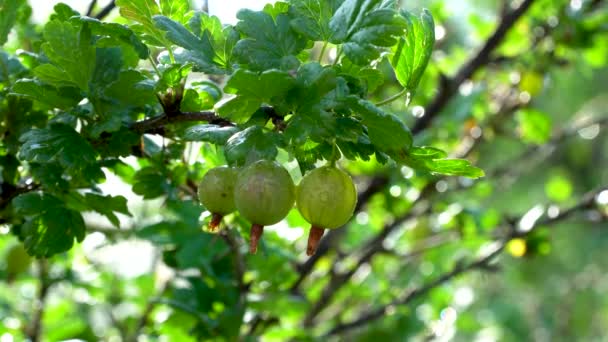 Bush Ribes Uva Crispa Branche Aux Groseilles Maquereau Vertes Focalisation — Video