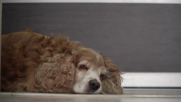 Röd Engelska Cocker Spaniel Ligger Golvet Sovande Hund Vaknar Plötsligt — Stockvideo