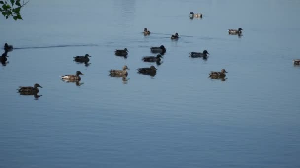 Wild Ducks Swim River Summer Day — Stock Video
