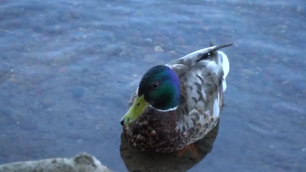 Hermoso Pato Salvaje Nadando Agua — Vídeos de Stock