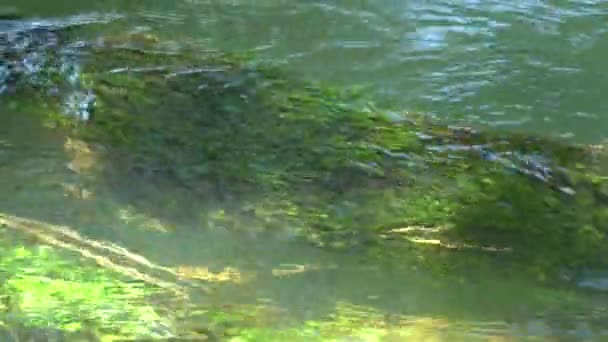 herbe au fond de la rivière. fort débit d'eau