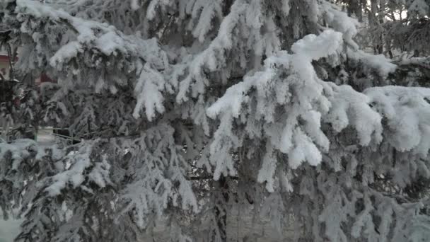 눈덮인 전나무들이 공원에 있습니다 가문비나무 가지에서 아름답게 떨어진다 나무들 — 비디오