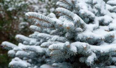 Ormanda mavi ladin, ladin dallarında tüylü kar. Güzel Noel ağacı, yeni yıl tatili konsepti.