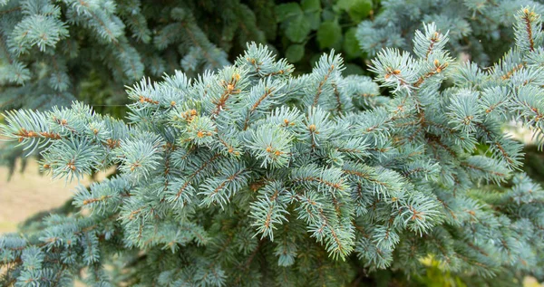 Picea pungens evergreen coniferous tree. beautiful branches of blue spruce.