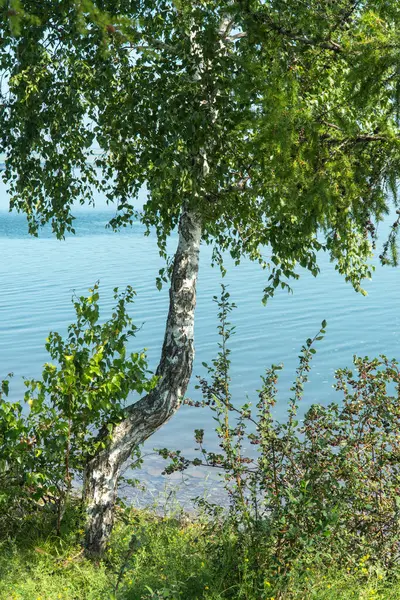 Vackert björkträd på sjöstranden. träd på bakgrunden av vattenytan. — Stockfoto