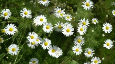 Matricaria recutita yaygın olarak tıbbi ve kozmetik amaçlar için kullanılan bir bitkidir..