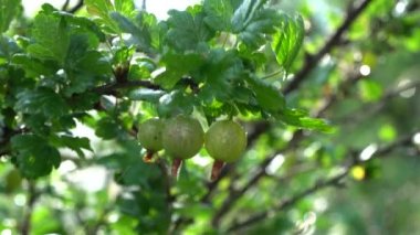 Bush Ribes uva-crispa. Yeşil bektaşi üzümlü dal. Seçici odaklanma. Tıpta kullanılır. Metabolik bozukluklar ve obezite için tavsiye edilir. Grossularia reclinata idrar söktürücü ve koleretik olarak kullanılır.
