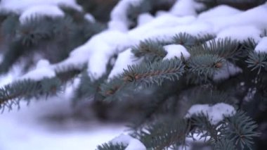 Picea Pungens her zaman yeşil kozalaklı ağaçtır. Parkta karla kaplı köknar ağaçları. Ladin dallarından kar çok güzel yağıyor. Kış masalı, kardaki ağaçlar esaret altında.