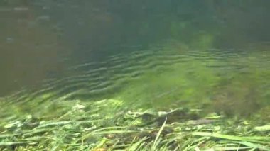 Nehrin dibindeki çimenler. güçlü su akışı