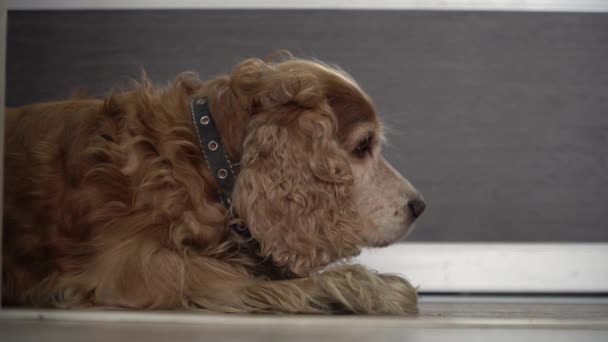 Anjing Menyedihkan Tergeletak Lantai Cocker Spaniel Menunggu Pemiliknya Tinggal Rumah — Stok Video