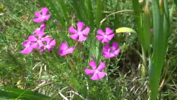 Pink Flower Dianthus Campestris Summer Garden — Stock Video