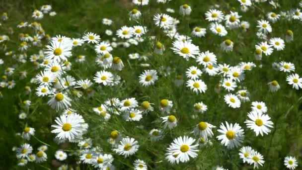Champ de camomille un jour d'été. focalisation sélective. Matricaria recutita est une plante largement utilisée à des fins médicinales et cosmétiques.
