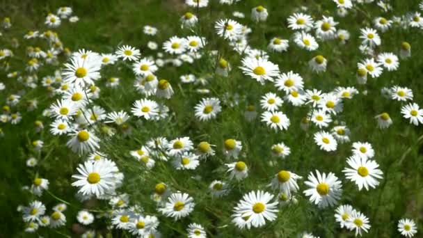 Kamomillfält Sommardag Selektivt Fokus Matricaria Recutita Växt Som Ofta Används — Stockvideo