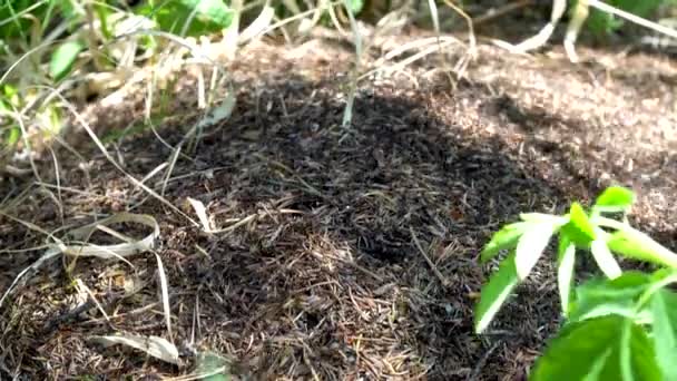 蚁丘里有很多蚂蚁 昆虫在地上跑得快 — 图库视频影像