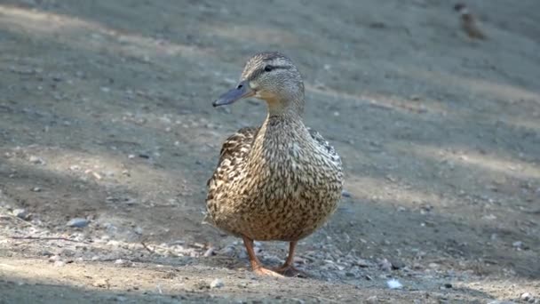 Bella Anatra Selvatica Sulla Riva Del Fiume Una Giornata Estiva — Video Stock