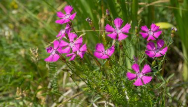 Yaz bahçesinde pembe çiçekli Dianthus kamp yeri