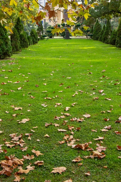 Suche Liście Drzew Zielonej Trawie Jesiennym Parku Żółty Klon Liście — Zdjęcie stockowe