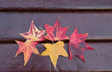 kırmızı ve sarı akçaağaç yaprakları sonbahar parkında ahşap bir bankta.